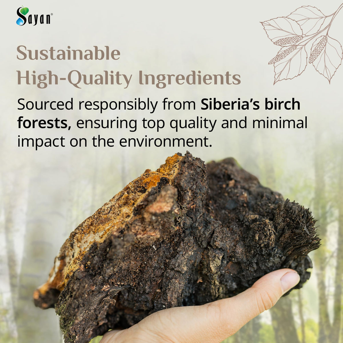 Poudre de Chaga Sayan avec des ingrédients naturels en arrière-plan