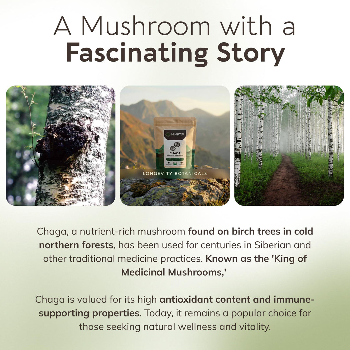 Poudre de champignon Chaga bio avec des accessoires de cuisine