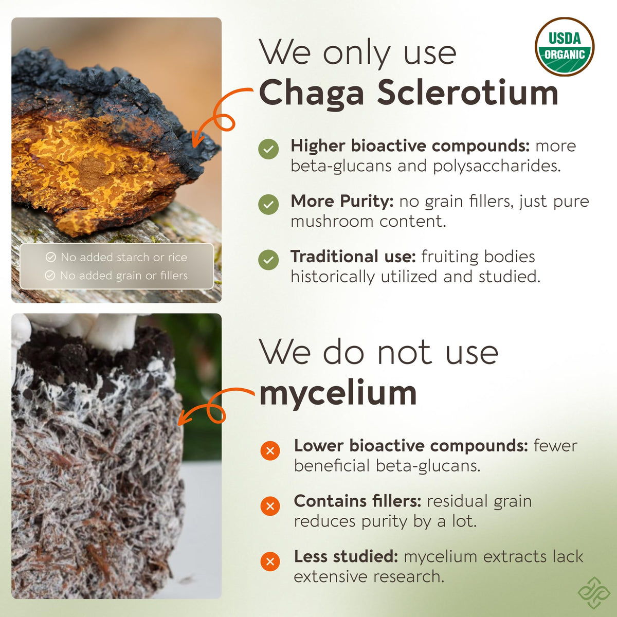 Poudre de champignon Chaga bio Longevity Botanicals sur une table en bois