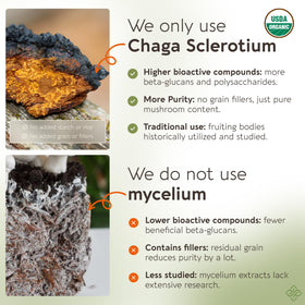 Poudre de champignon Chaga bio Longevity Botanicals sur une table en bois