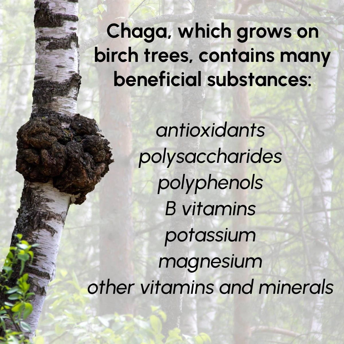 Poudre de Champignon Chaga dans un bol avec des ingrédients naturels