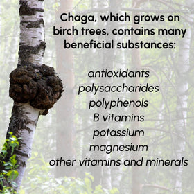 Poudre de Champignon Chaga dans un bol avec des ingrédients naturels