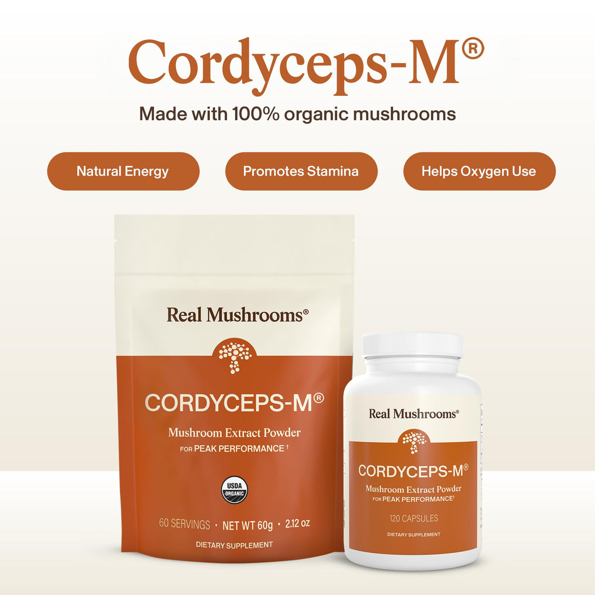 Poudre de champignon Cordyceps Bio dans une cuillère