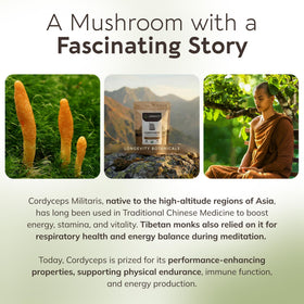 Poudre de champignon Cordyceps Longevity Botanicals vue de haut