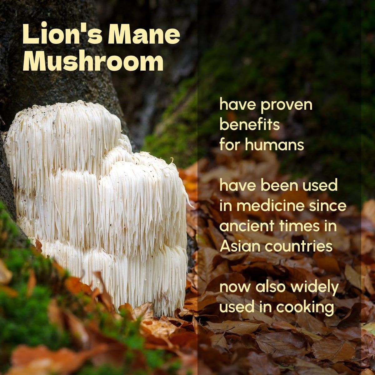 Poudre de Champignon Crinière de Lion dans un bol avec cuillère