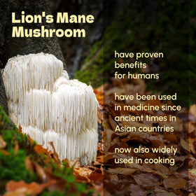 Poudre de Champignon Crinière de Lion dans un bol avec cuillère