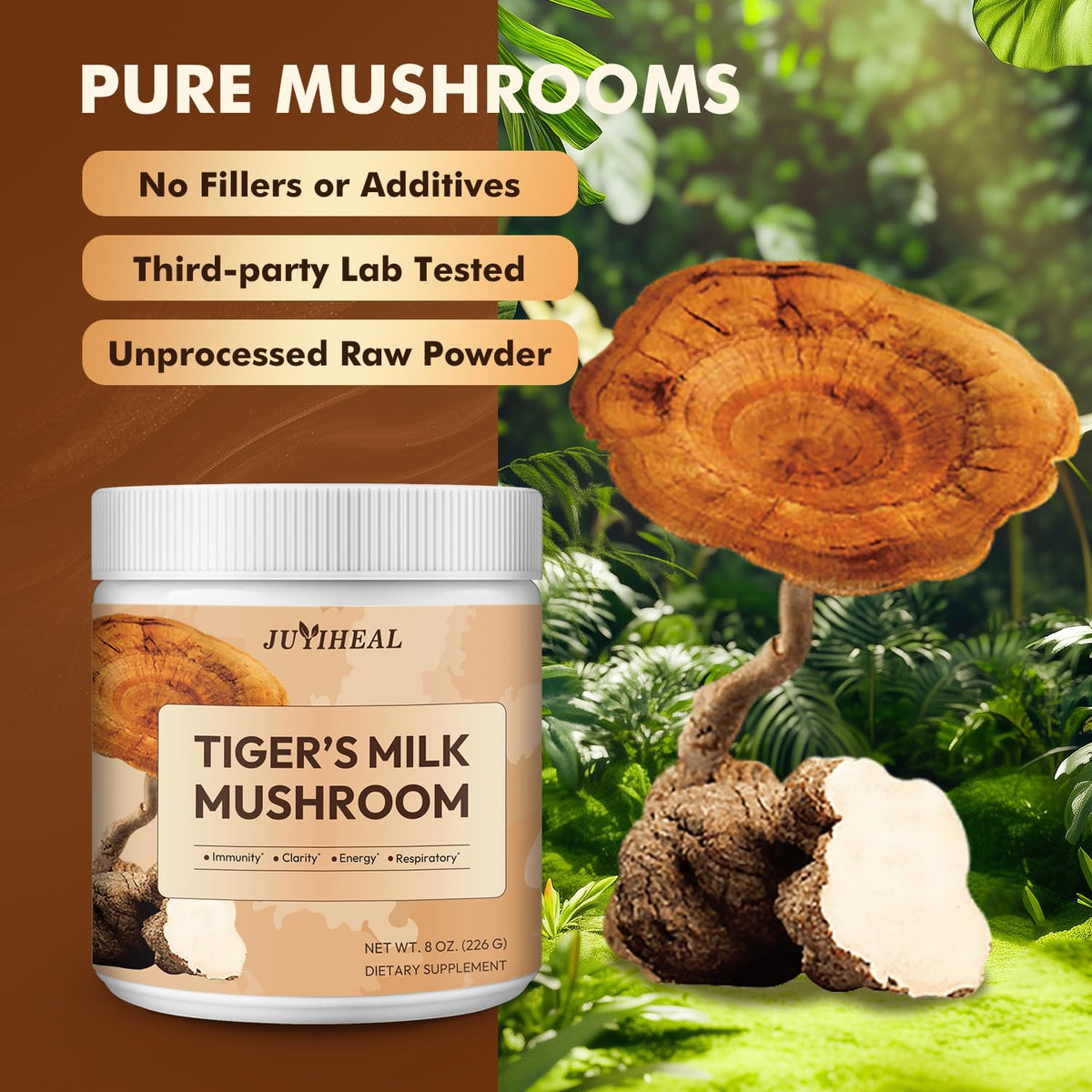 Poudre de champignon de lait de tigre JUYIHEAL sur une cuillère en bois