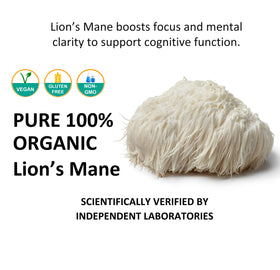 Poudre de champignon Lion's Mane Jetsu sur une cuillère
