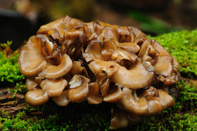 Poudre de champignon Maitake bio Naturejam dans un shaker