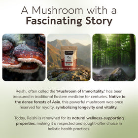 Poudre de champignon Reishi bio Longevity Botanicals dans un bol