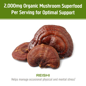Poudre de champignon Reishi bio OM MUSHROOM SUPERFOOD mélangée dans un smoothie
