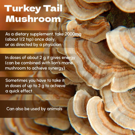 Poudre de champignon Turkey Tail 272g - utilisation dans une tasse de thé