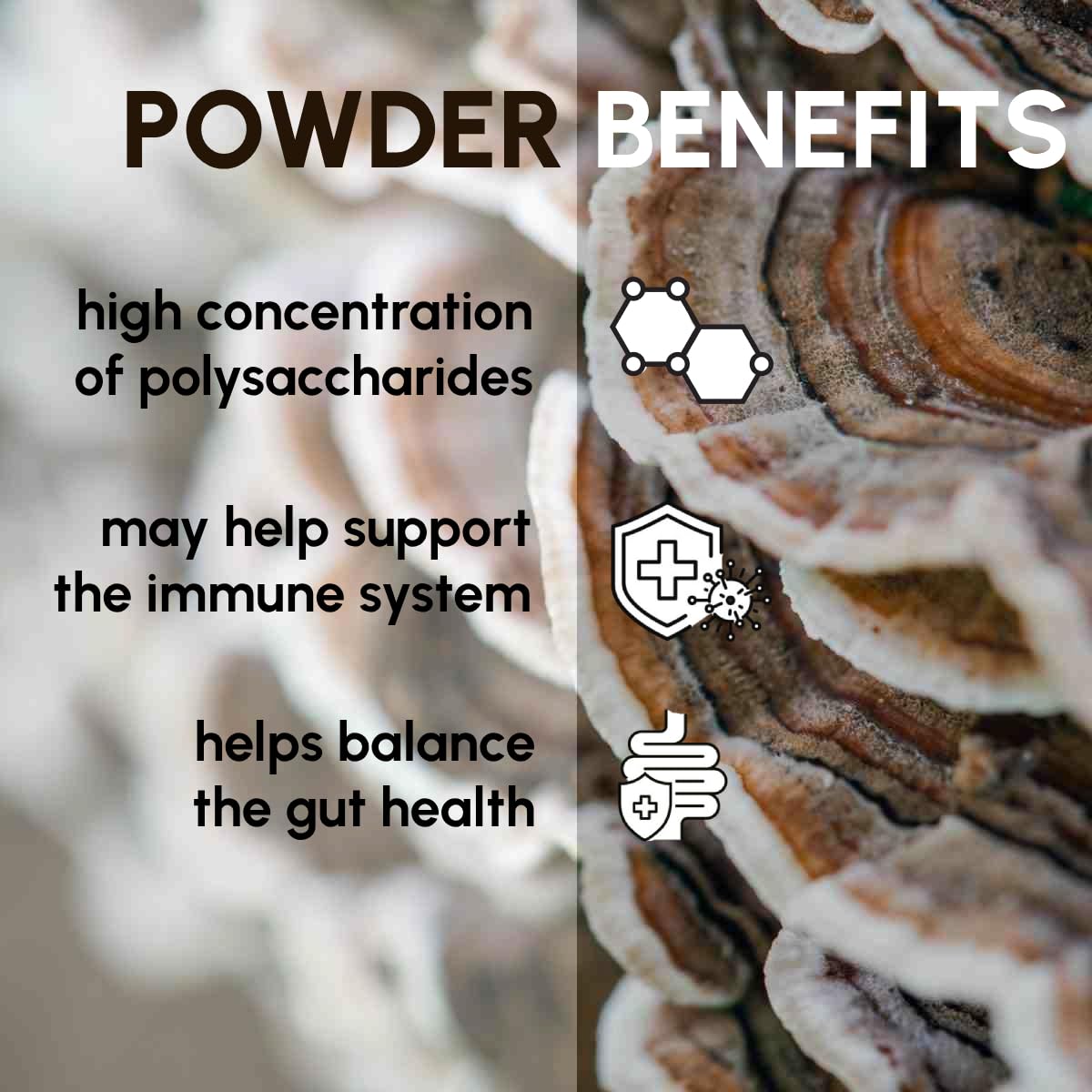 Poudre de champignon Turkey Tail 272g - vue arrière de l'emballage