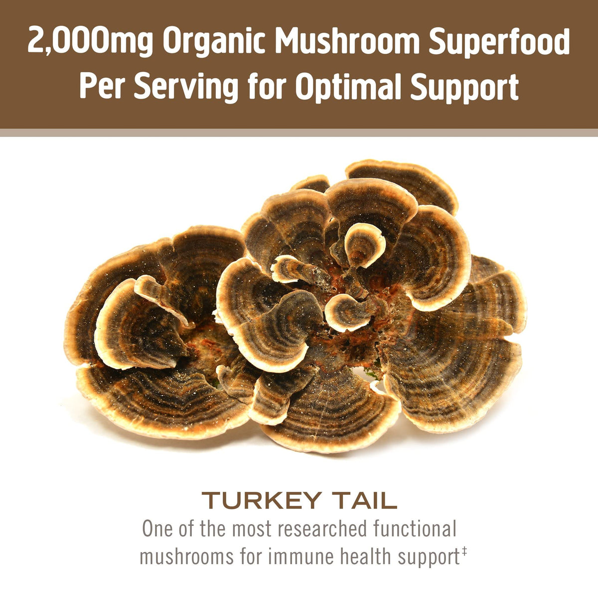 Poudre de champignon Turkey Tail bio ajoutée à un smoothie