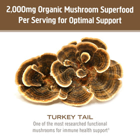 Poudre de champignon Turkey Tail bio ajoutée à un smoothie