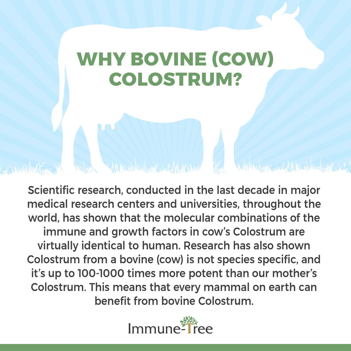 Poudre de colostrum bovin daily wellness-Tree avec une cuillère