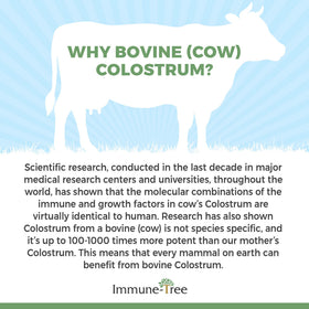 Poudre de colostrum bovin daily wellness-Tree avec une cuillère