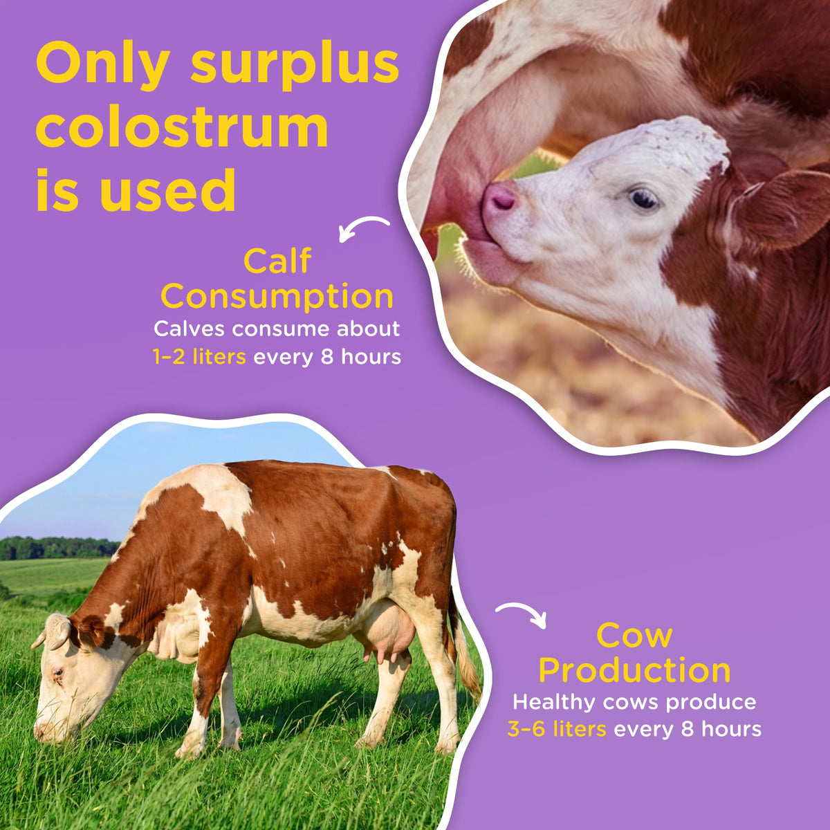Poudre de colostrum bovin Lifeable sur une cuillère