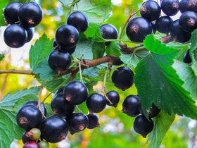 Poudre de jus de cassis Food to Live sur une table en bois