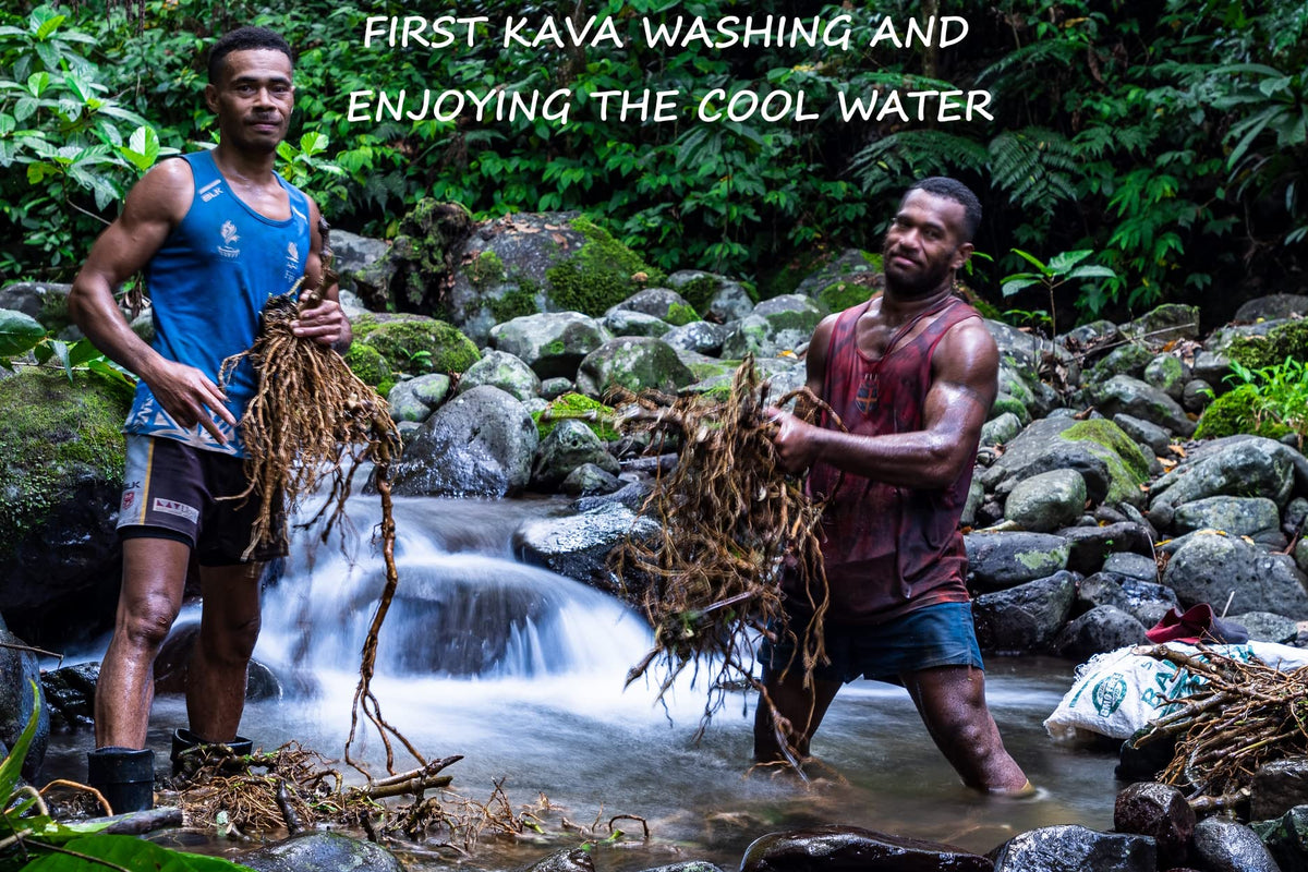 Poudre de Kava Noble Fidjien Heritage Kava 558g en utilisation