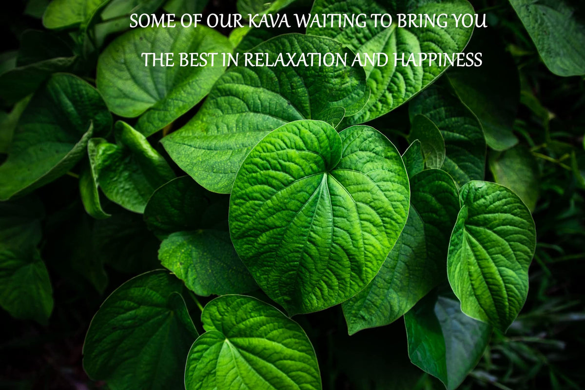 Poudre de Kava Noble Fidjien Heritage Kava 558g vue de côté