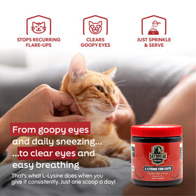 Poudre de L-Lysine pour chats dans un bol