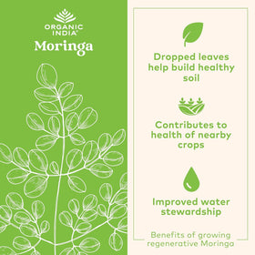 Poudre de Moringa Bio ORGANIC INDIA 575g, avec une cuillère en bois