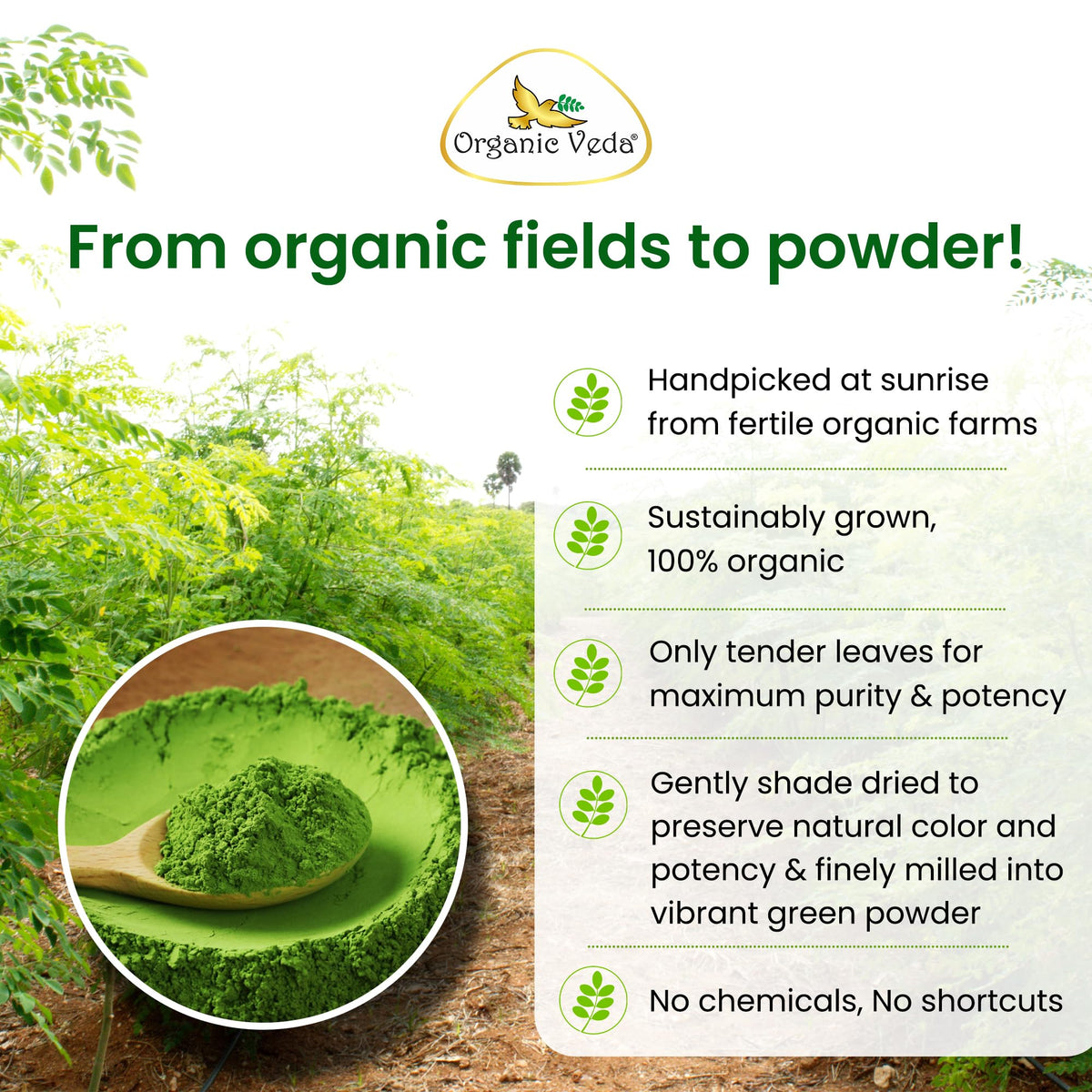 Poudre de Moringa Organic Veda sur une cuillère