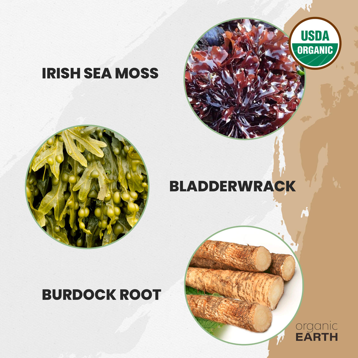 Poudre de mousse d'Irlande Organic Earth sur un fond de cuisine