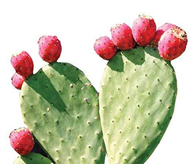 Poudre de Nopal Rouge Maxx Herb sur des plats