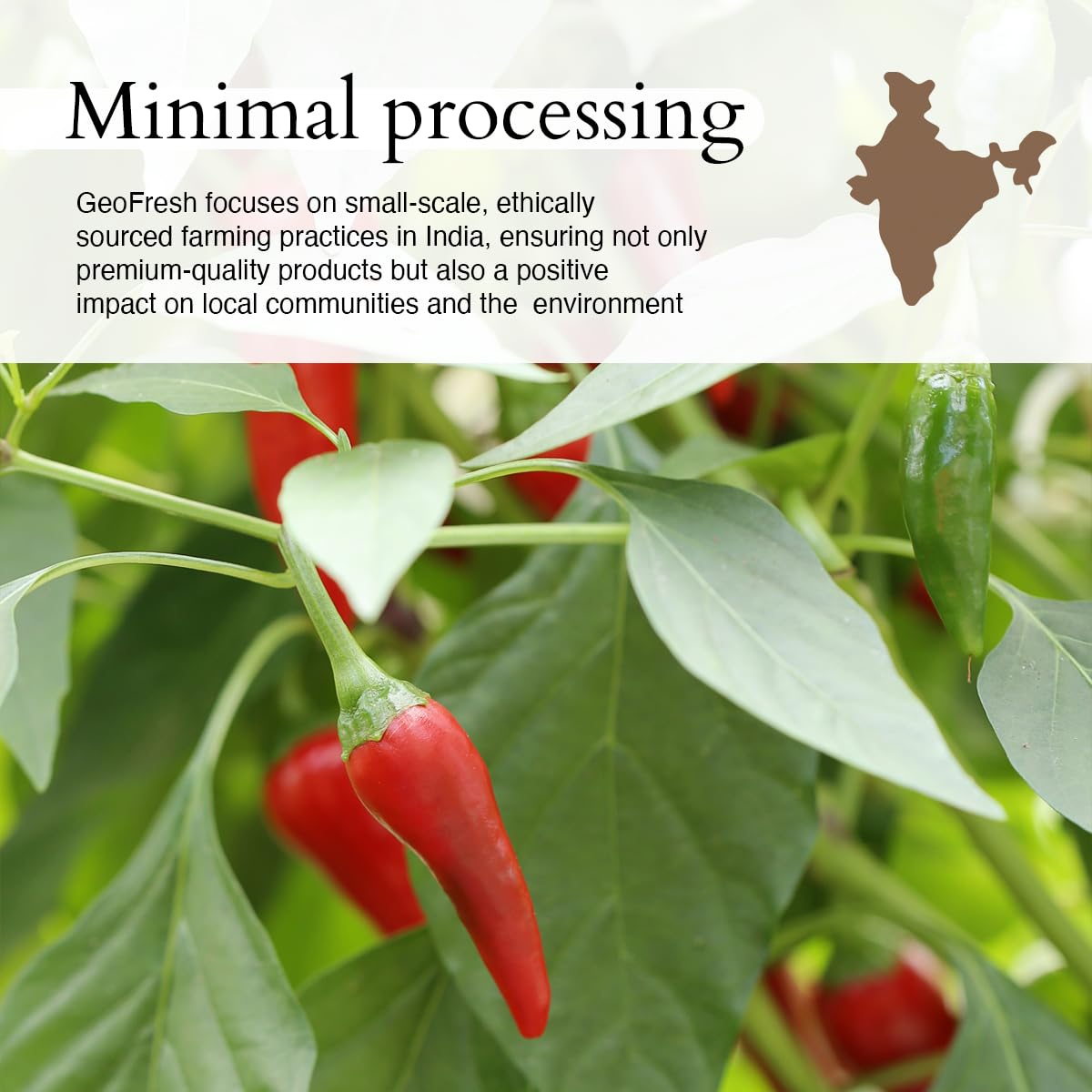Poudre de Piment de Cayenne Bio Geo-Fresh 50g avec cuillère