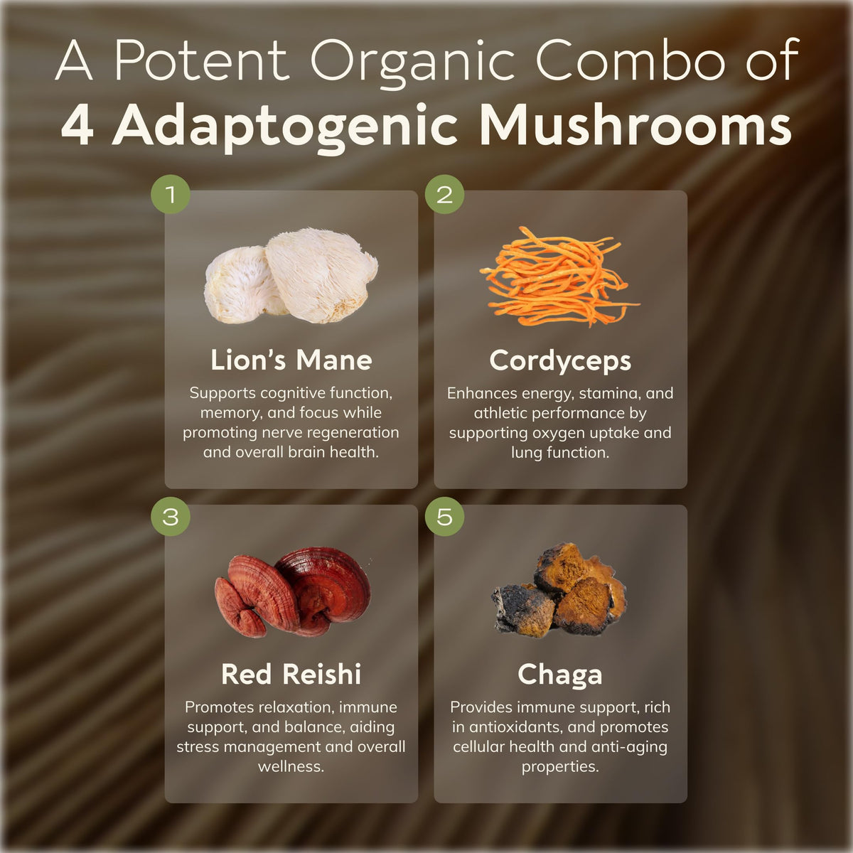 Poudre de Poudre de Champignon Bio Longevity Botanicals dans un bol
