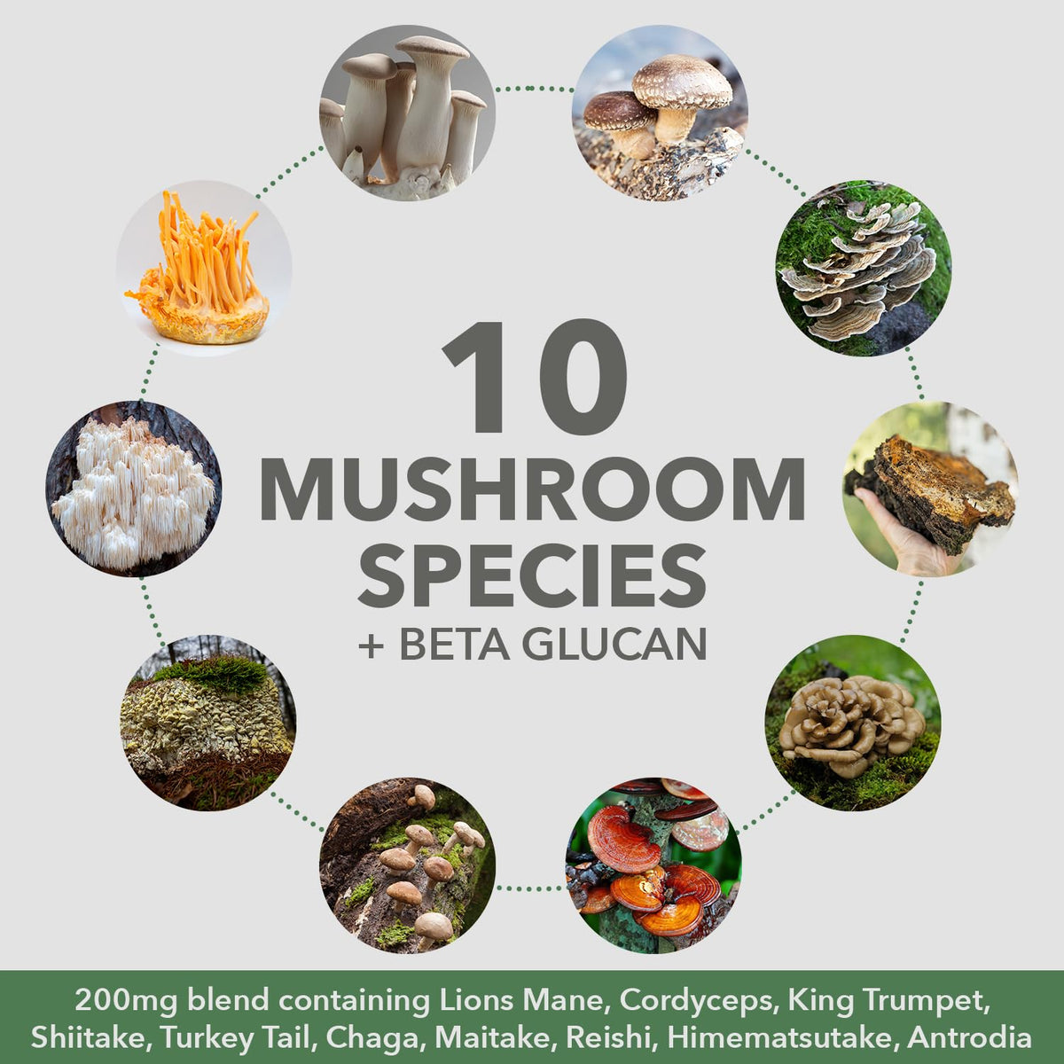 Poudre de protéine aux champignons PlantFusion vue de dessus