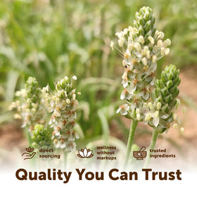 Poudre de psyllium bio Micro Ingredients avec cuillère