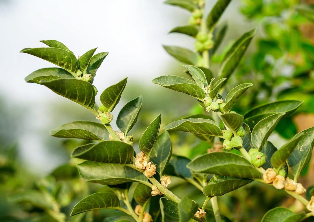 Poudre de racine d'Ashwagandha Bio Food to Live dans une recette de dessert