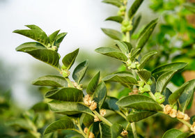 Poudre de racine d'Ashwagandha Bio Food to Live dans une recette de dessert