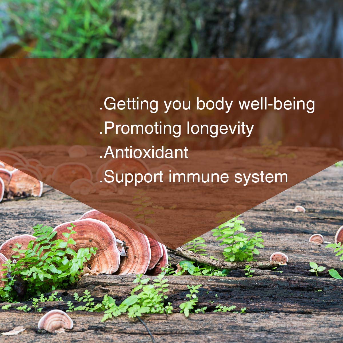 Poudre de Reishi mélangée dans un smoothie
