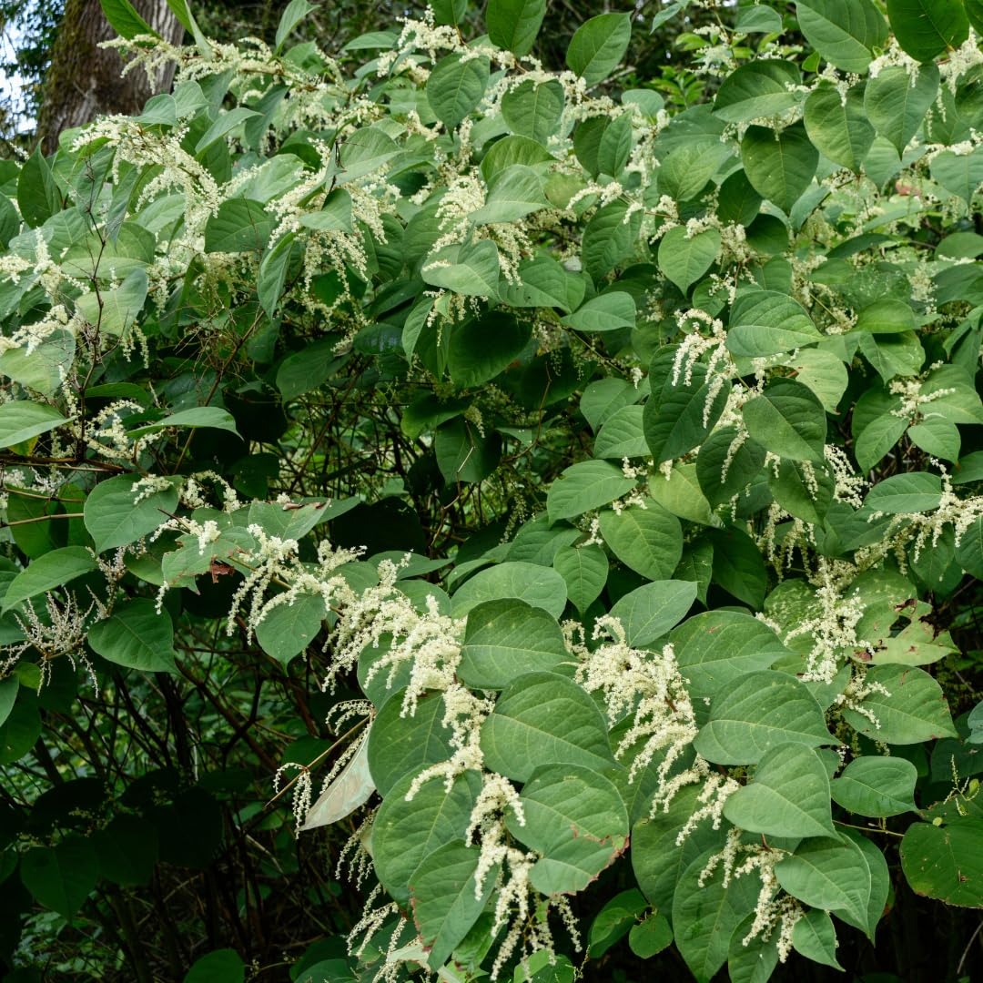Poudre de Renouée Japonaise en vue rapprochée