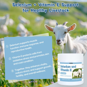 Poudre de sélénium et vitamine E Ourea avec une cuillère doseuse