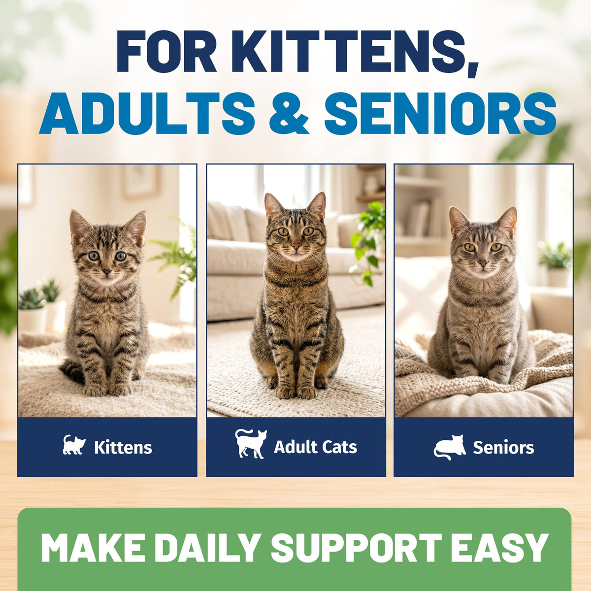 Poudre L-Lysine pour chats dans un environnement domestique