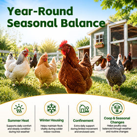 Poules en bonne santé après utilisation de la poudre de sélénium