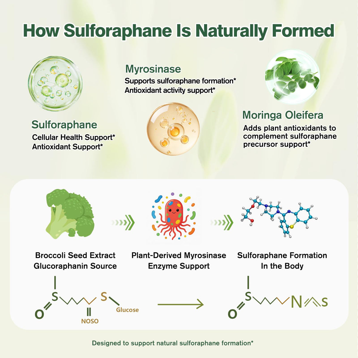 Pousses de brocoli utilisées dans le complément Sulforaphane