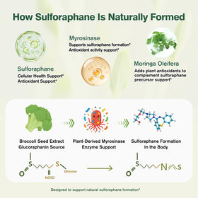Pousses de brocoli utilisées dans le complément Sulforaphane