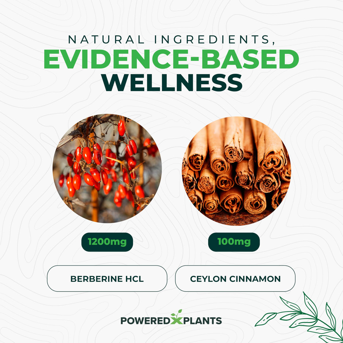 POWERED X PLANTS Complément Alimentaire Berbérine 1300mg contenu des capsules