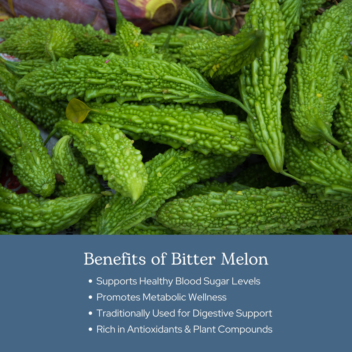 Présentoir de capsules de melon amer ECLECTIC INSTITUTE