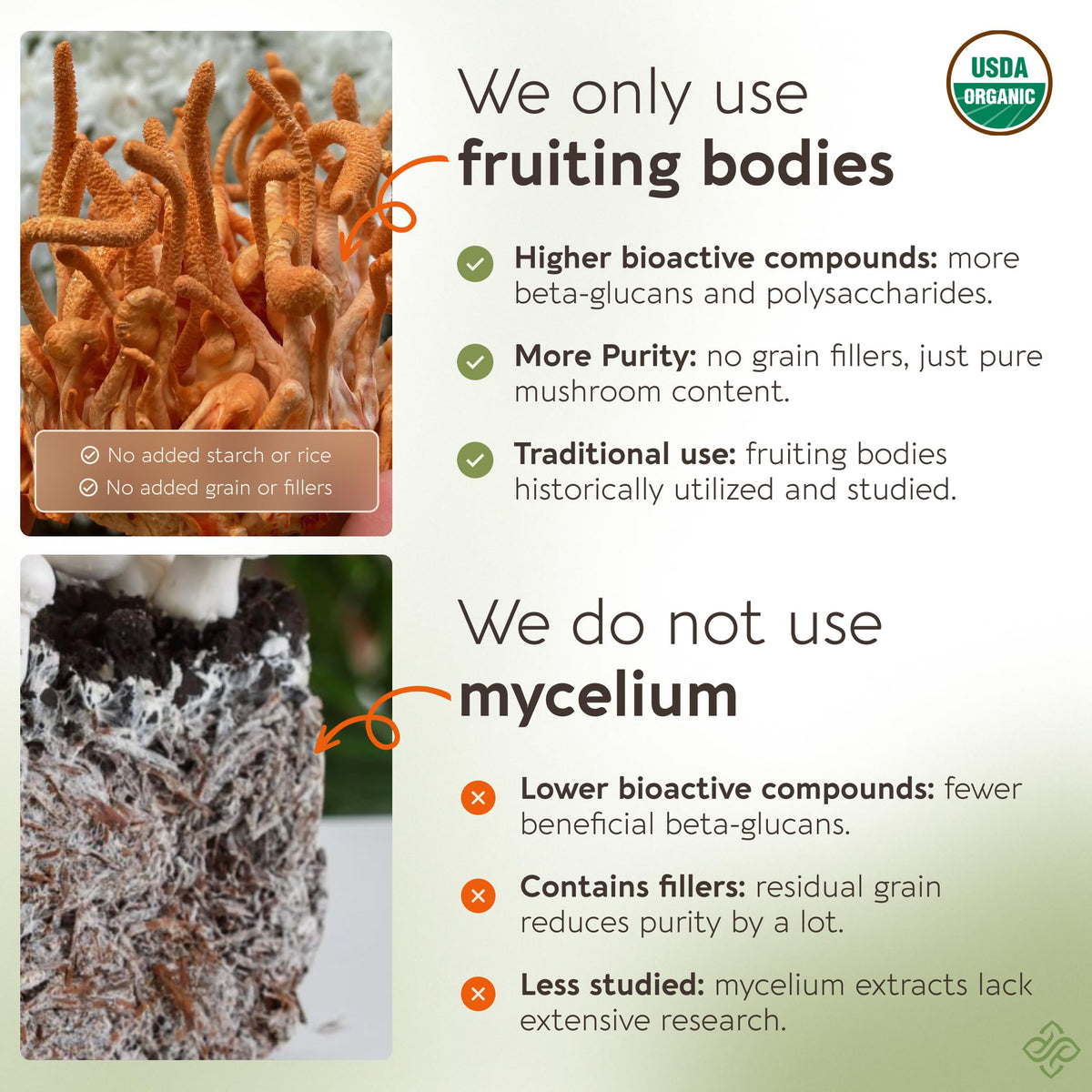 Prise de capsules de Cordyceps de Longevity Botanicals