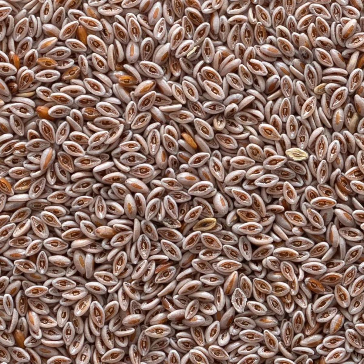 Psyllium entier bio Frontier Co-op présenté sur une table