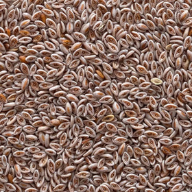 Psyllium entier bio Frontier Co-op présenté sur une table