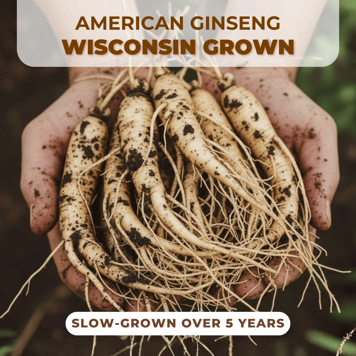 Racine de ginseng HLX coupée pour infusion