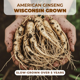 Racine de ginseng HLX coupée pour infusion
